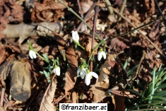 &copy; franzibaer.at