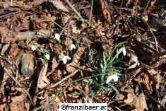 &copy; franzibaer.at