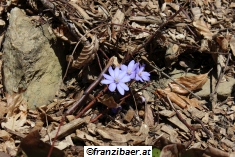 &copy; franzibaer.at