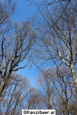 &copy; franzibaer.at