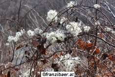 &copy; franzibaer.at