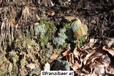 &copy; franzibaer.at